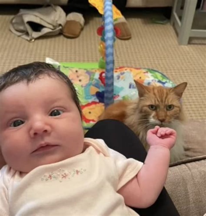 Mom claims 'cat is plotting to kill my baby' with photobombs
