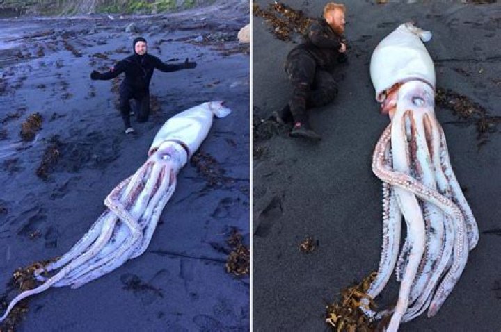 Monster 14-foot squid washes up on beach