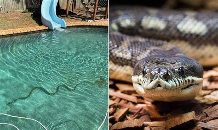 Monster snake spotted swimming in pool