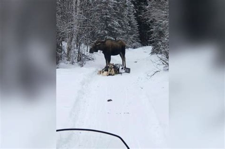 Moose attacks Iditarod rookie Bridgett Watkins’ sled team, injures 4 dogs