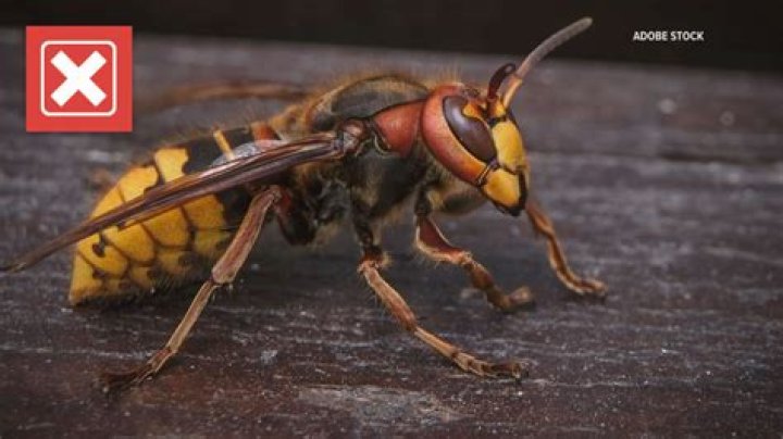 Murder hornets and drunk wasps find 'perfect breeding ground'