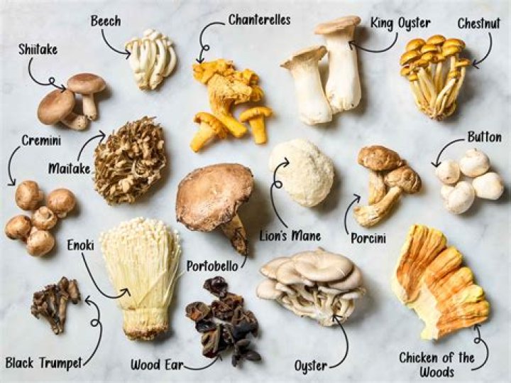 Mushrooms are the ‘safest’ recreational drugs: study