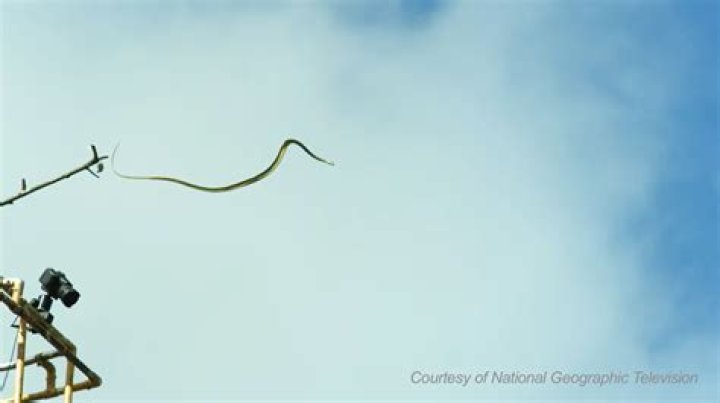 Mystery of how flying snakes move is solved by scientists