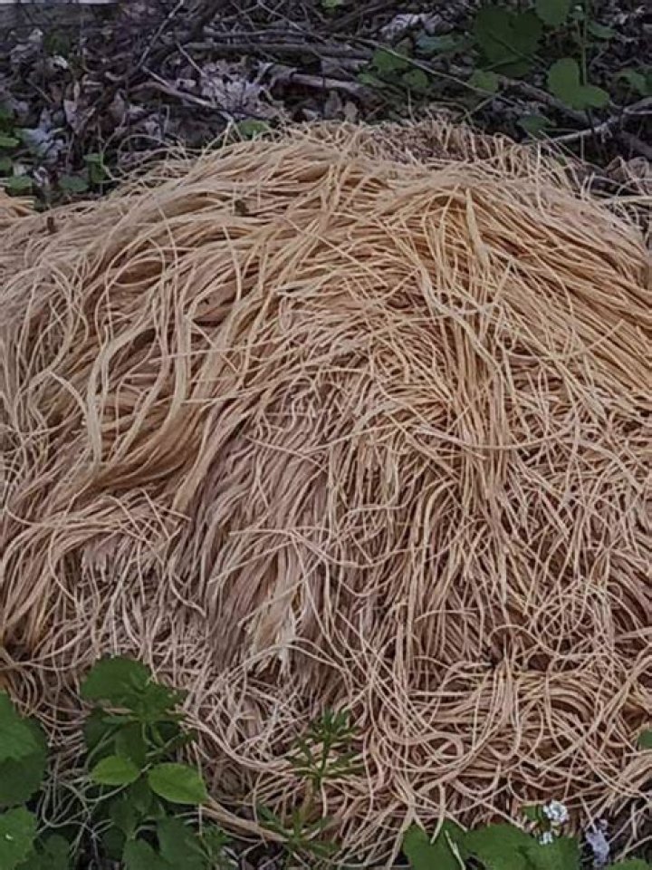 Neighbor knows who dumped pounds of pasta in Old Town, NJ