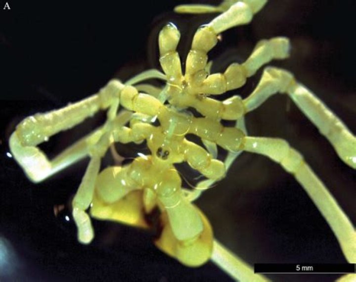 New species of sea spider found in Antarctica
