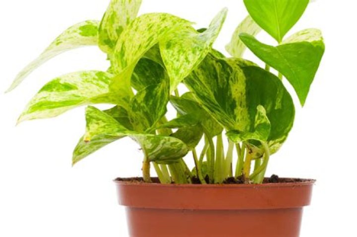 New York’s most popular plant can kill you and your pets