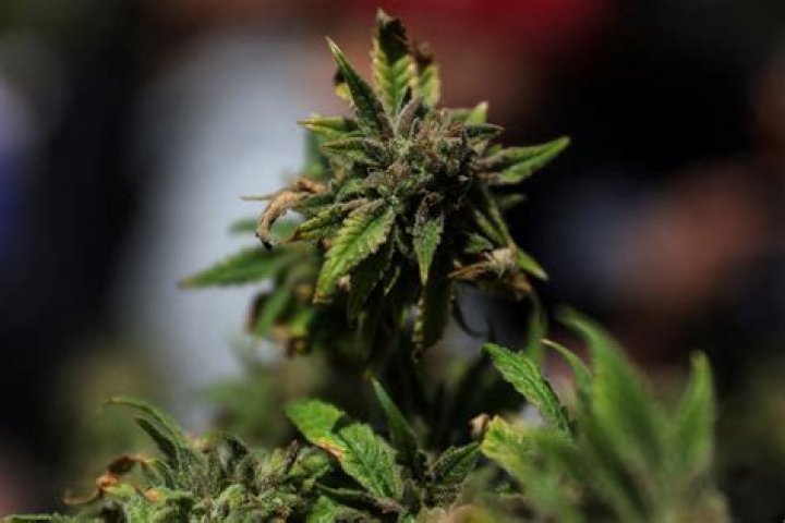 NY tries again to allow retail marijuana sales at concerts and festivals