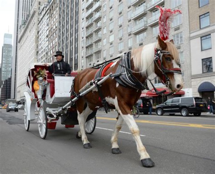 NYC launches new campaign to outlaw horse-drawn carriages as inhumane