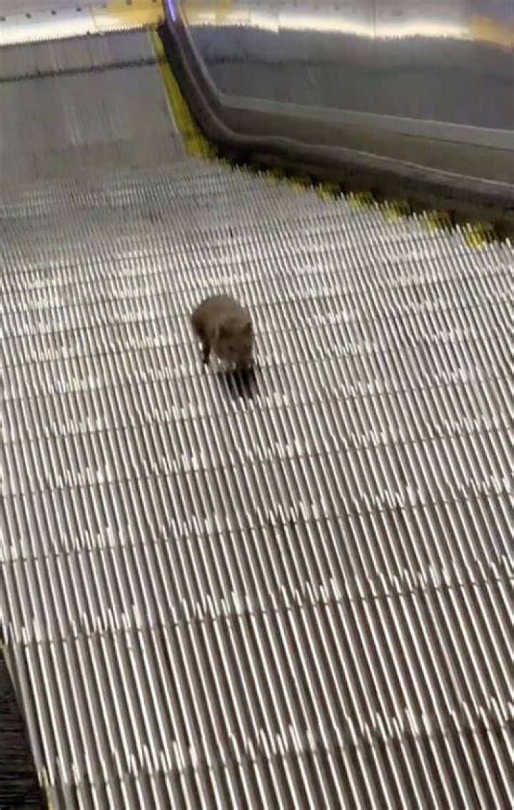 NYC rat on climb up down subway escalator sparks Rocky, Sisyphus jokes