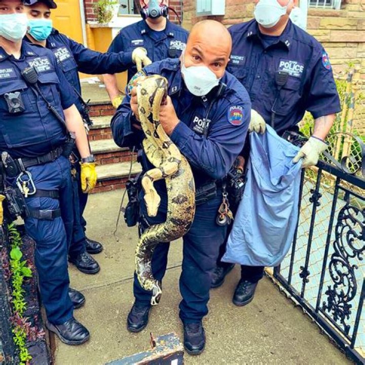 NYC sees 69% spike in snake complaints: data