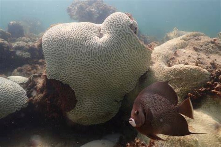 Ocean water off Florida breaks jaw-dropping 100 degrees