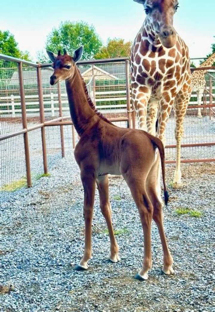 One-of-a-kind spotless giraffe born at Tennessee zoo