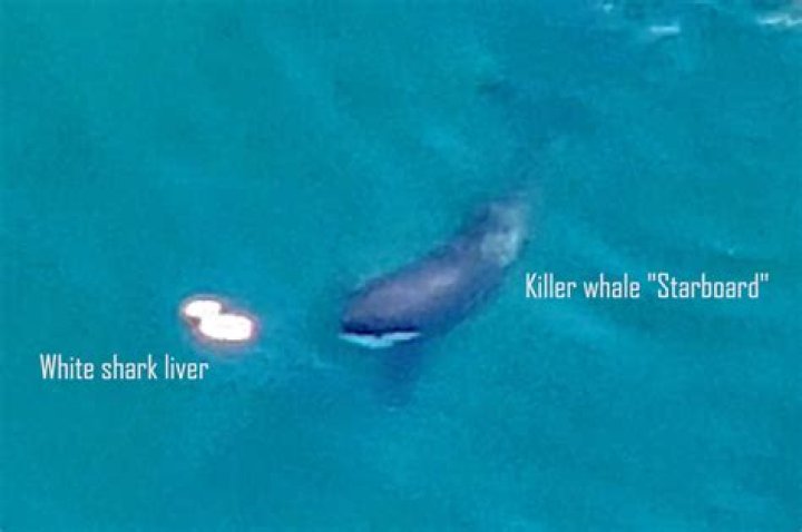 Orcas hunt and kill great white sharks, study reveals