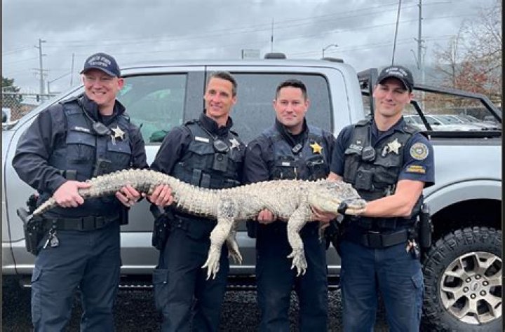 Oregon cops bag alligator using tips from 'The Crocodile Hunter'