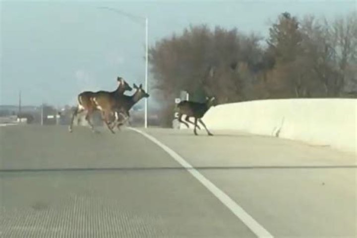 ‘Panicked’ herd of deer take fatal plunge off bridge