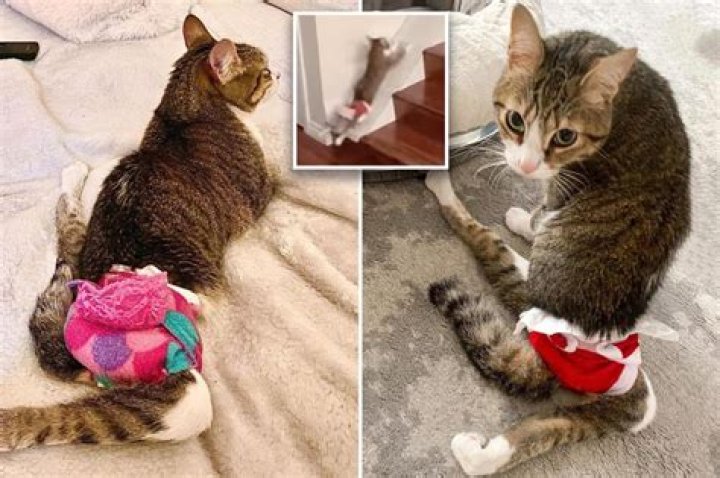 Paralyzed diaper-wearing cat goes viral after adoption
