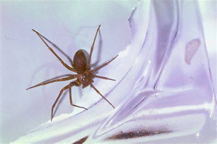 Passenger bitten by brown recluse spider on plane: lawsuit