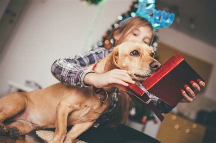 Pet treats at 50% off, more