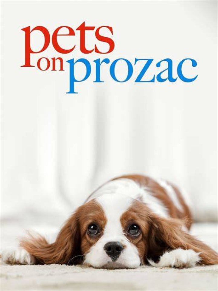 Pets on Prozac
