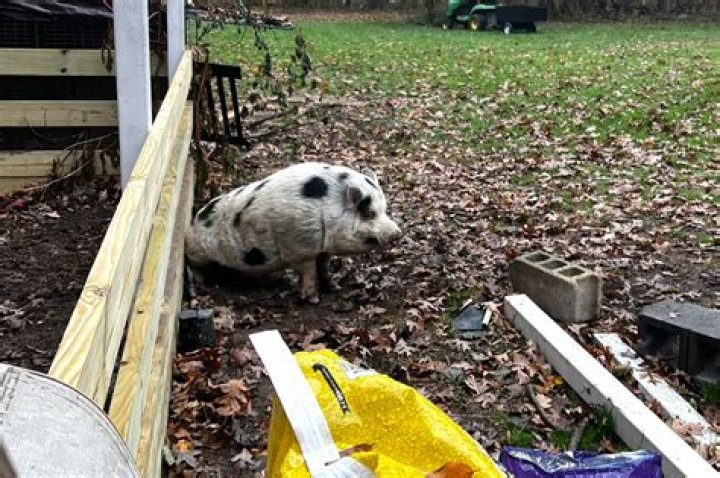 Pig named Kevin Bacon found after shout out from actor Kevin Bacon