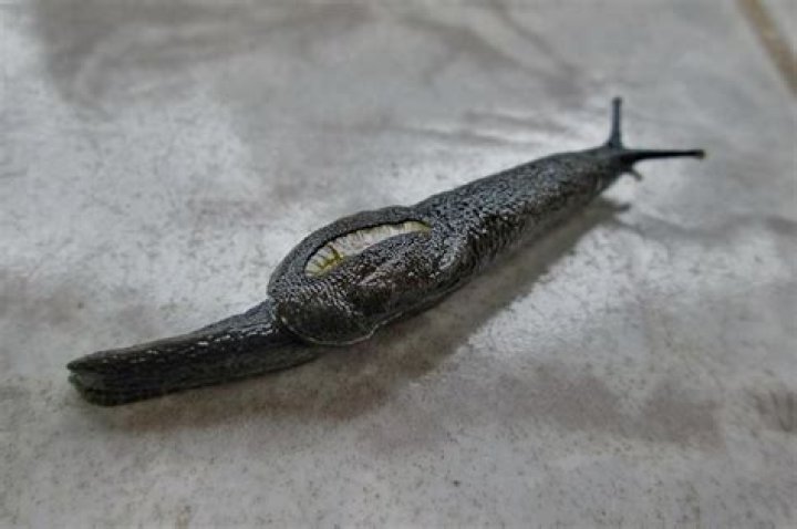 Poop-eating slugs are infecting Hawaiians with brain parasites