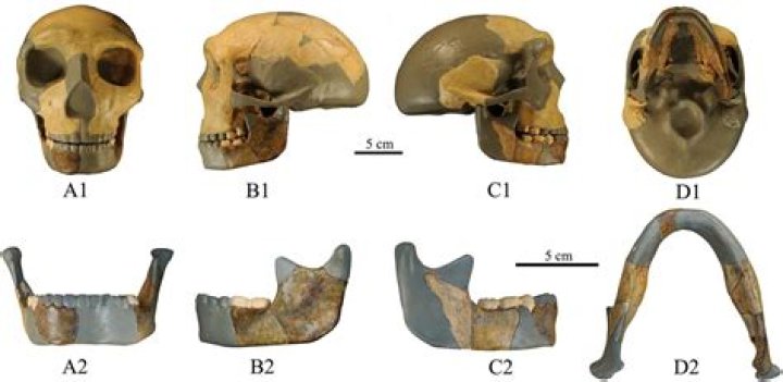 Prehistoric skull could be 'missing link' in human evolution