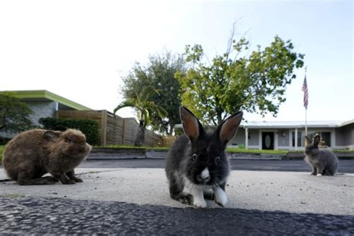 Rabbits invade town, run amok on residents: ‘They started multiplying’