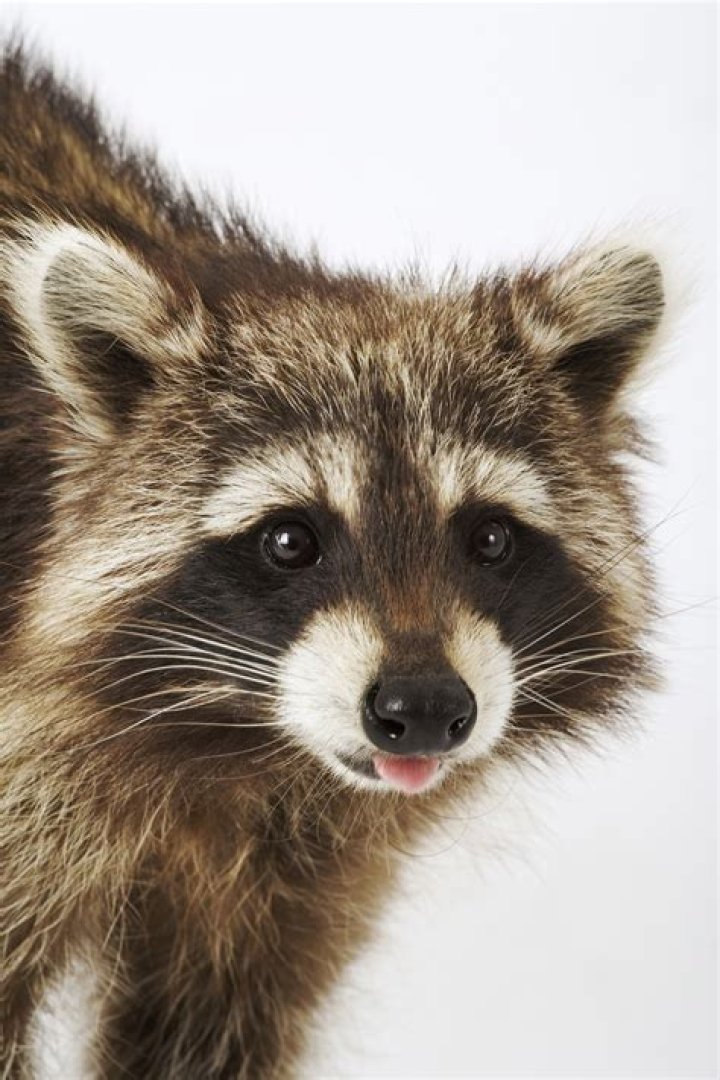 Raccoon euthanized after woman takes critter to Maine Petco