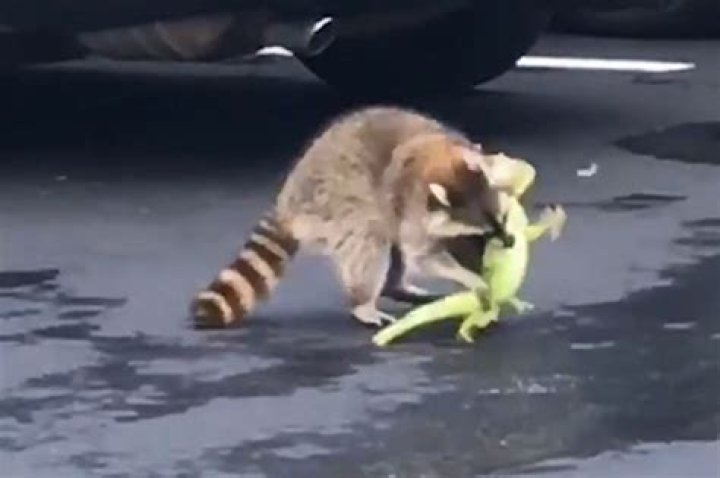 Raccoon kills iguana during parking lot attack in Boca Raton, Florida
