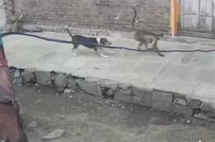 Rampaging monkeys kill 250 dogs in India in revenge massacre