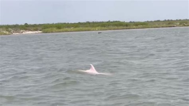 Rare pink dolphin spotted off Louisiana: video