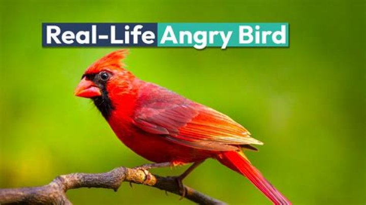 Real-life 'Angry Bird' captured in stunning photograph