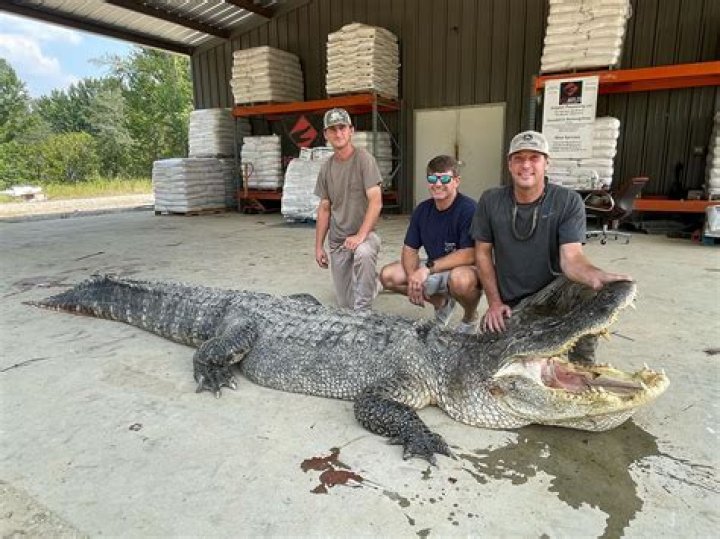 Record-shattering 800-pound alligator caught in Mississippi