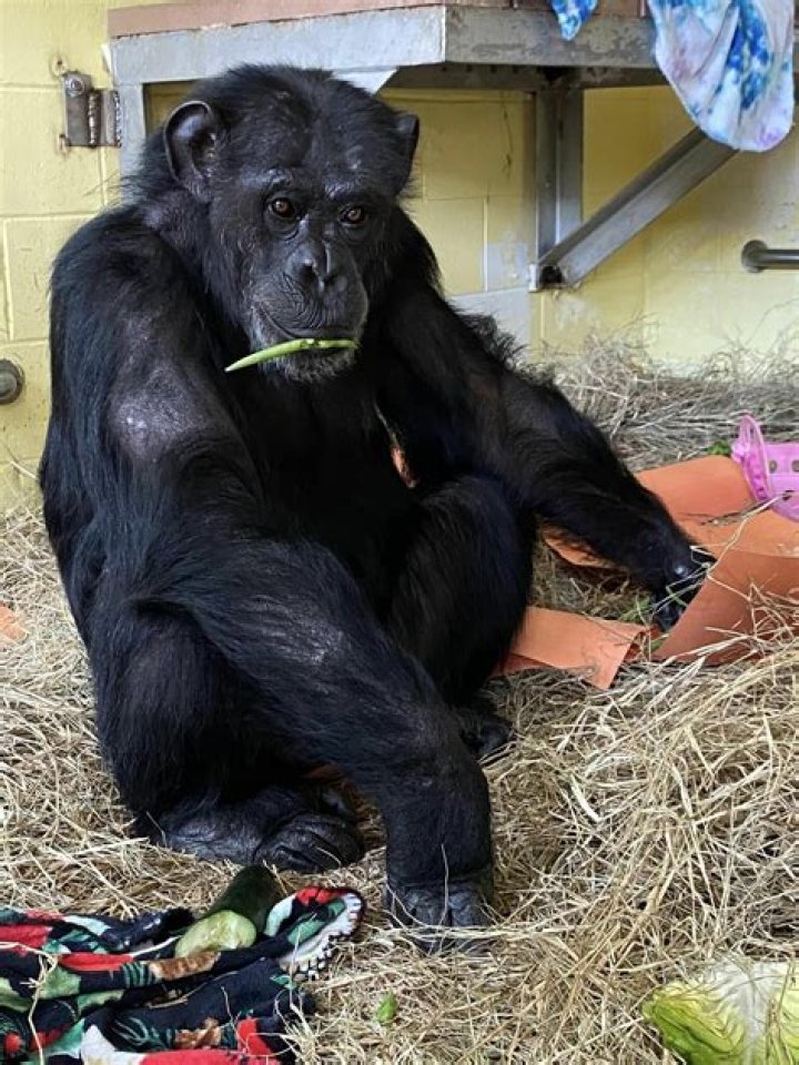 Rescued chimp Vanilla now thriving at new home, loves grass