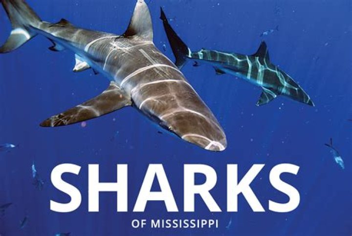 School of sharks closes down Long Island's Robert Moses Beach on Fourth of July