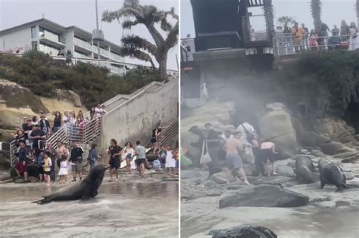 Sea lion, possibly poisoned by toxic algae, bites teen swimmer twice off SoCal beach