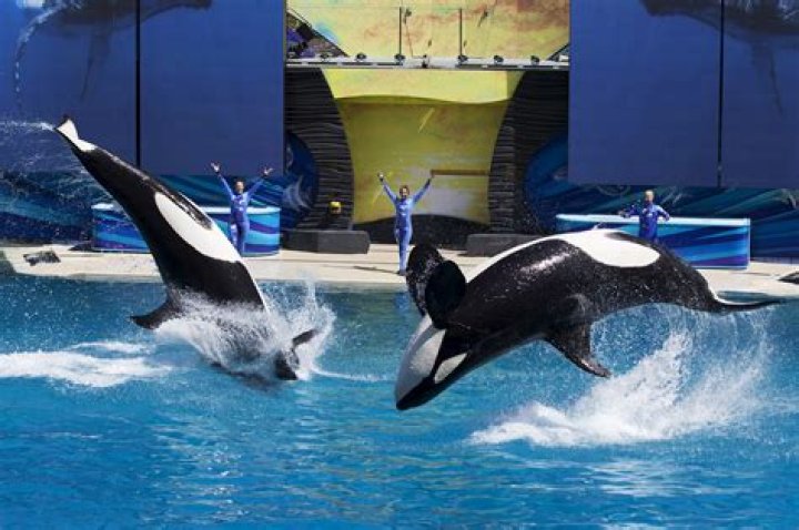 SeaWorld denies creating giant 'Jurassic World'- style orcas