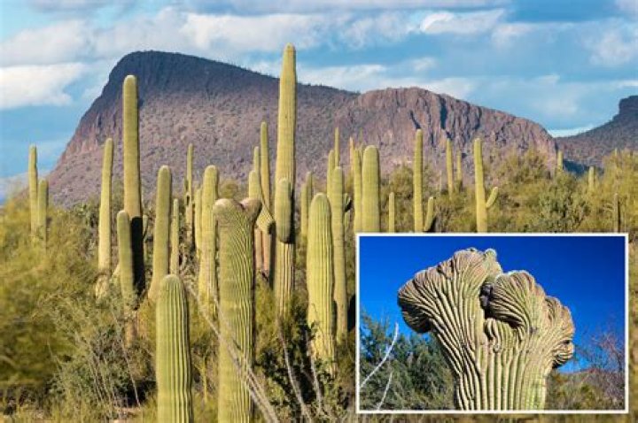 Secretive group hunts Sonoran Desert for rare cactus in Arizona