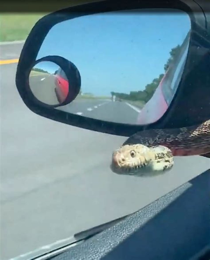 Snake hitches a ride on car’s windshield
