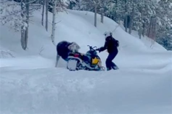 Snowmobiler nearly crushed by angry moose when animal charges in Idaho