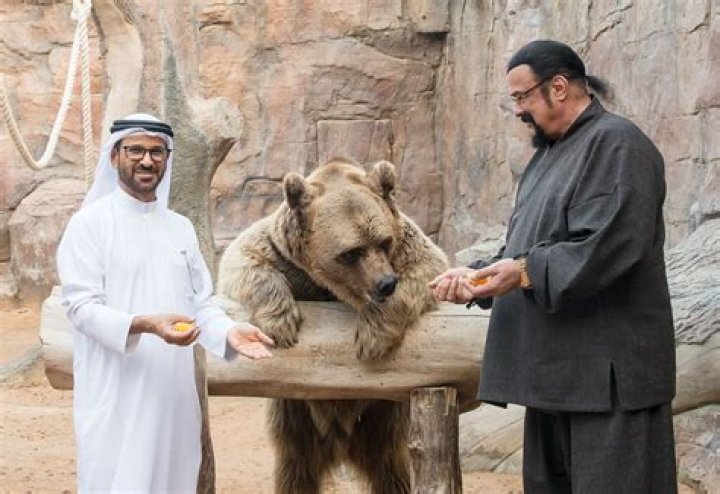 Steven Seagal plays tug of war with liger, feeds bear: Photos