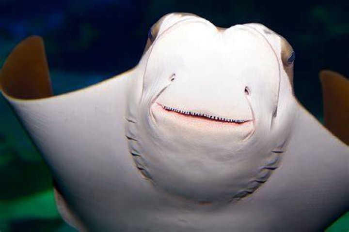 Stingray tickling videos spark outrage among animal lovers