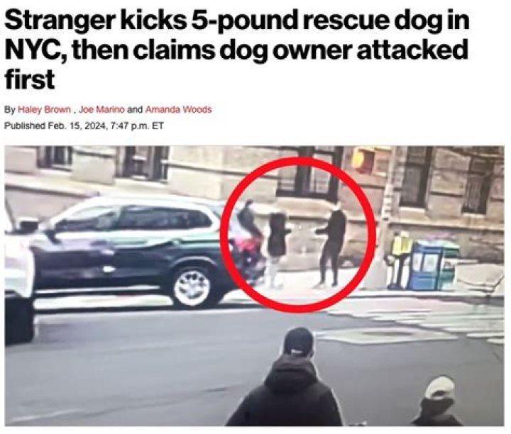 Stranger kicks 5-pound rescue dog in NYC, then claims dog owner attacked first