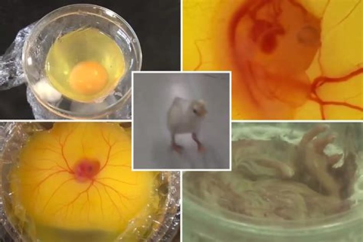 Students create a baby chick from an egg without a shell