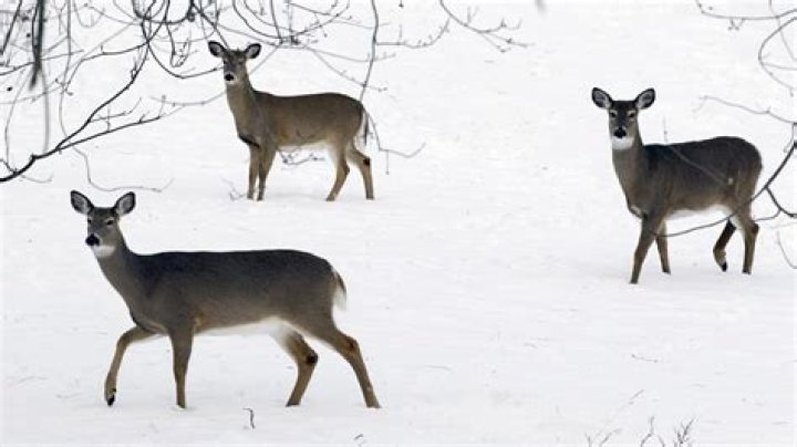 Study finds NYC omicron spike hit deer too