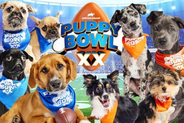 Sweetpea, Puppy Bowl star and tiny rescue, dead at 5 months old