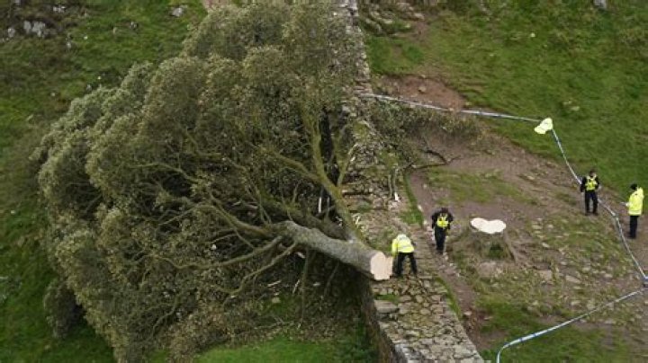 Teen arrested for chopping down 'Robin Hood's tree'