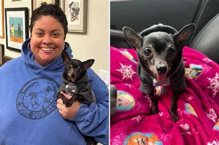 Texas dogs die after attack from Africanized honey bees, reports say