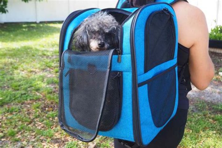The 11 best pet carriers for 2023 travels