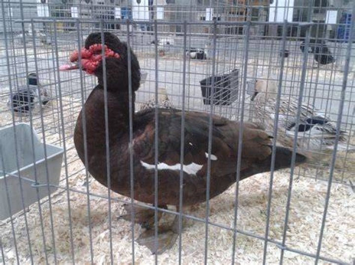 The horrible thing you never knew about ducks